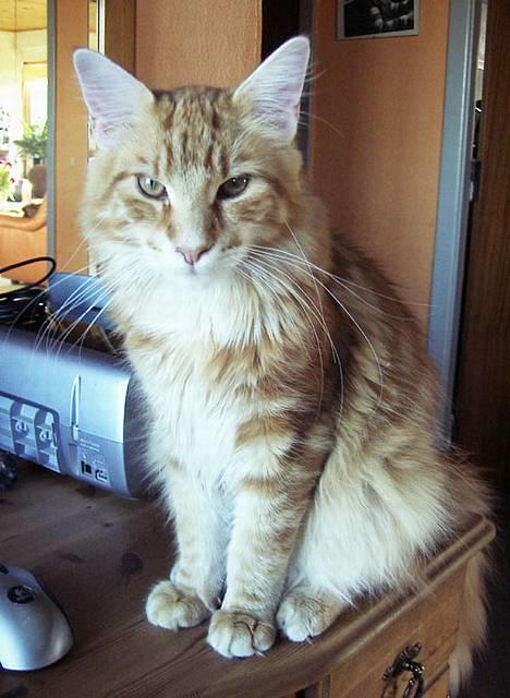 Maine Coon Gugger´s Pascha *Savnes* billede 2