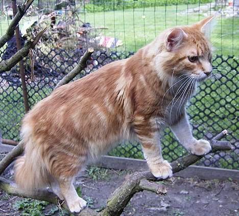 Maine Coon Gugger´s Pascha *Savnes* billede 3