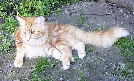 Maine Coon Gugger´s Pascha *Savnes* billede 4