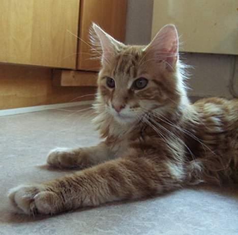 Maine Coon Gugger´s Pascha *Savnes* billede 5