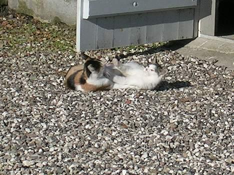 Blanding af racer Svupper i; -SOLGT billede 5