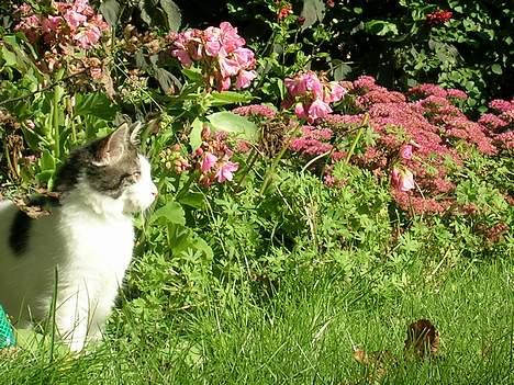 Blanding af racer Svupper i; -SOLGT - blomsterhaven. billede 6