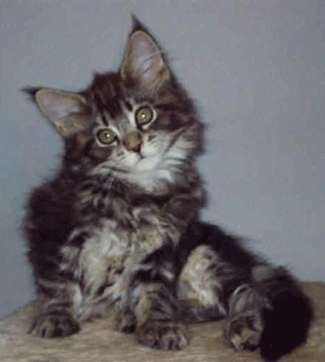 Maine Coon Ankicoon´s Shanti billede 8