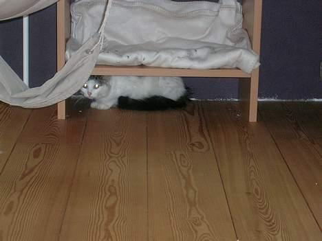 Blanding af racer Svupper i; -SOLGT billede 7