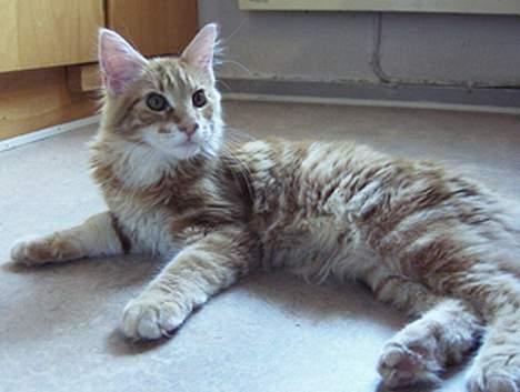 Maine Coon Gugger´s Pascha *Savnes* billede 6