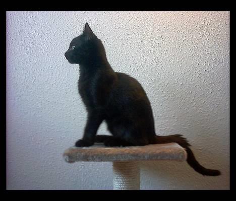 Huskat Thorkild  billede 10