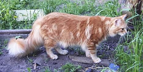 Maine Coon Gugger´s Pascha *Savnes* billede 7