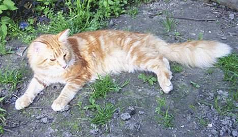 Maine Coon Gugger´s Pascha *Savnes* billede 8