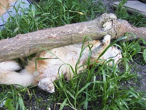 Maine Coon Gugger´s Pascha *Savnes* billede 9