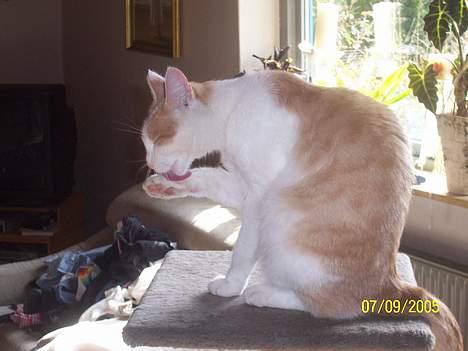 Blanding af racer Müsli billede 8