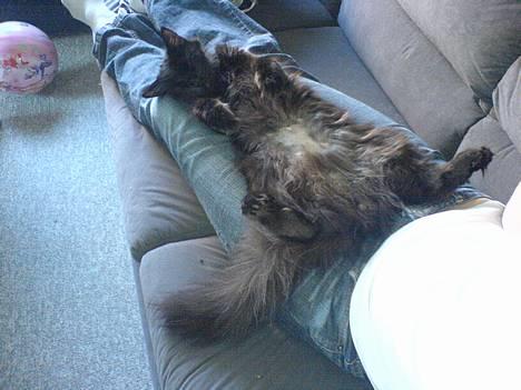 Blanding af racer Mille - Er blevet Mor billede 1