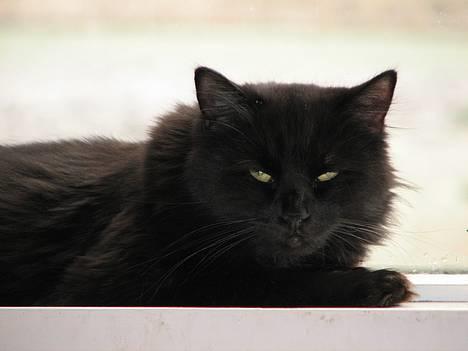 Blanding af racer Mille - Er blevet Mor billede 2