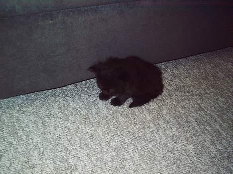 Blanding af racer Mille - Er blevet Mor billede 3