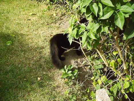 Blanding af racer Mille - Er blevet Mor billede 4