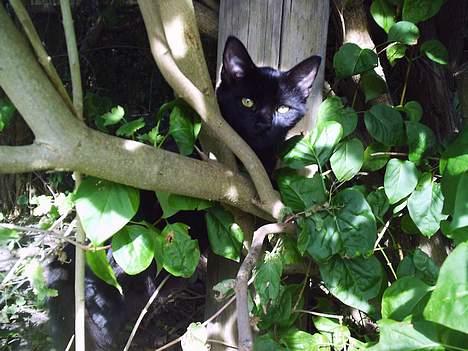 Blanding af racer Mille - Er blevet Mor billede 5