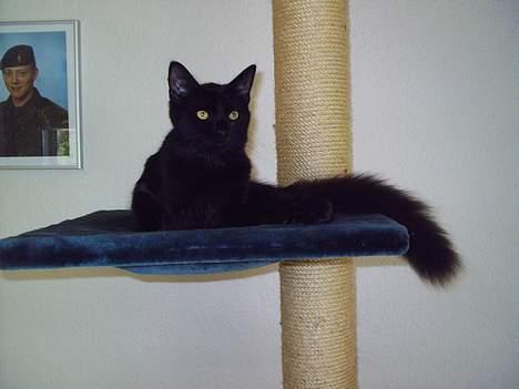 Blanding af racer Mille - Er blevet Mor billede 6