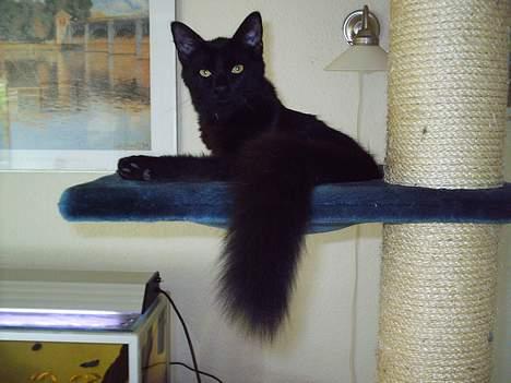 Blanding af racer Mille - Er blevet Mor billede 7