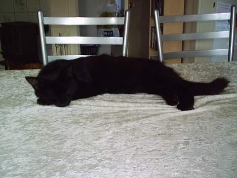 Blanding af racer Mille - Er blevet Mor billede 8