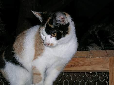 Huskat Carlos i; - velkommen, til Carlos´ profil. billede 1