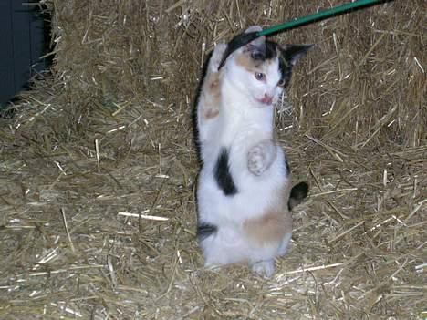 Huskat Carlos i; billede 2