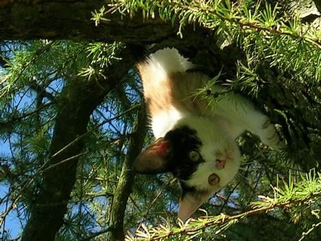 Huskat Carlos i; - billedet vender rigtigt, det er bare fordi hun går ned af 8D.. billede 3