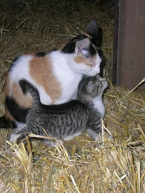 Huskat Carlos i; billede 4