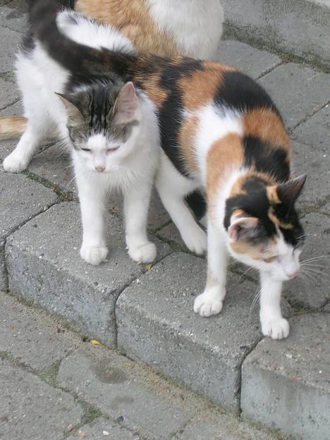 Huskat Carlos i; billede 5