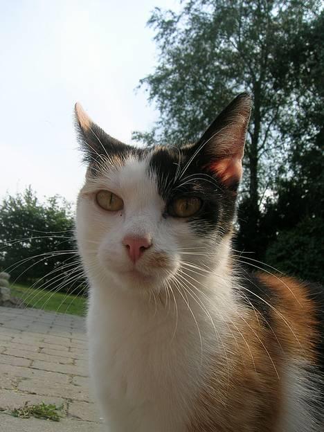 Huskat Carlos i; billede 6