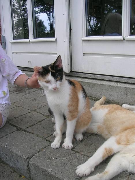 Huskat Carlos i; - nuset om. billede 7