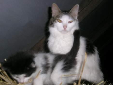 Blanding af racer Svupper i; -SOLGT - Svupper og BatCat!!  billede 8