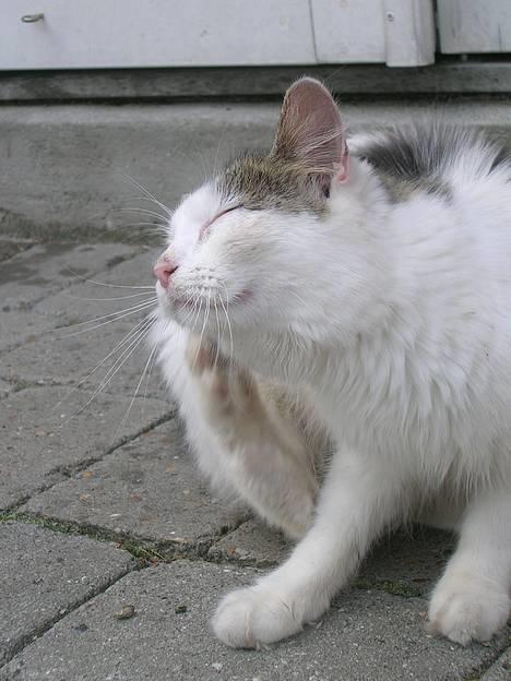 Blanding af racer Svupper i; -SOLGT billede 9