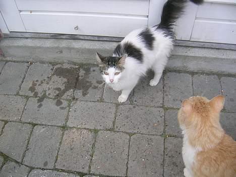 Blanding af racer Svupper i; -SOLGT billede 10