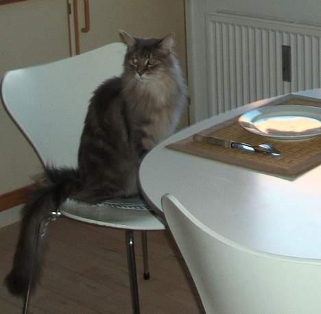 Maine Coon Elliot Charmander Iversen - Kommer I så med maden ? billede 17