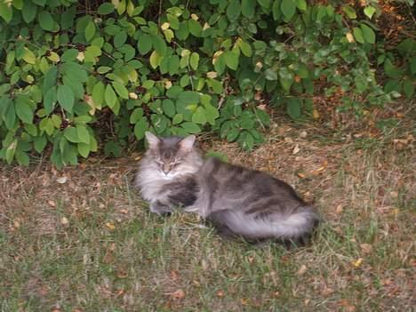 Maine Coon Elliot Charmander Iversen billede 18