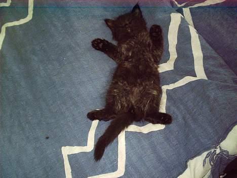 Blanding af racer Mille - Er blevet Mor billede 9