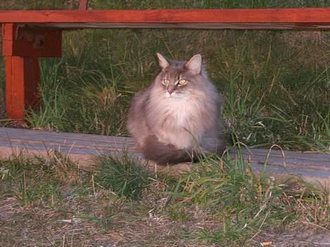 Maine Coon Elliot Charmander Iversen billede 19