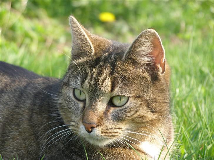 Huskat Tiger - det er så mig =) billede 1