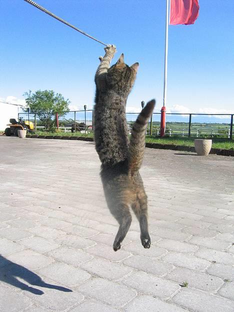 Huskat Tiger - Højdespringeren Tiger =P billede 2