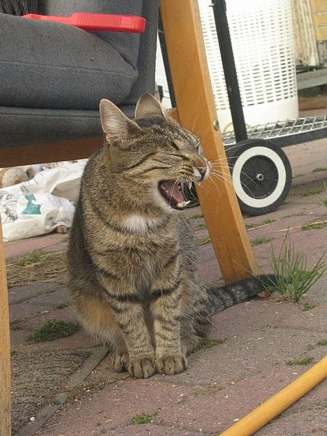 Huskat Tiger - Farlige tiger =P billede 3