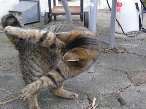 Huskat Tiger - haha tigermis er MEGET smidig xD billede 4