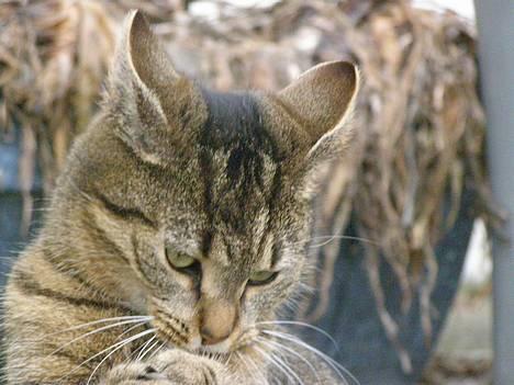 Huskat Tiger - Hun er så sød :D billede 5