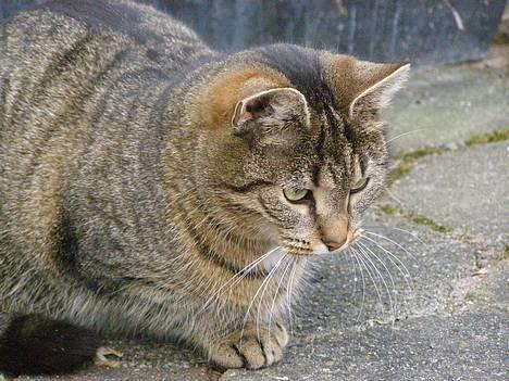 Huskat Tiger - Fokus  billede 6