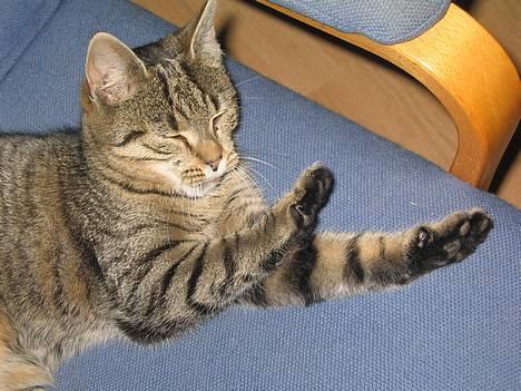 Huskat Tiger - strækker sig =) billede 7
