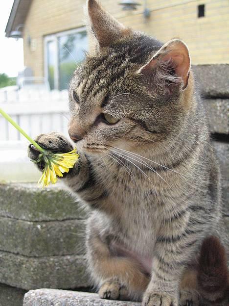 Huskat Tiger - uhh dufter godt =) billede 8