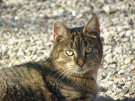 Huskat Tiger - elsker hende <3 billede 9