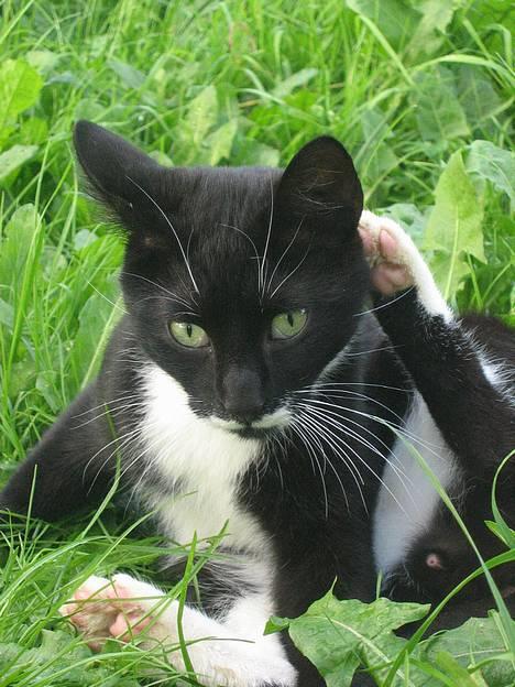 Huskat Bamse  - Bamse henter inspiration fra den Pestøvlede kat i shrek =P billede 1