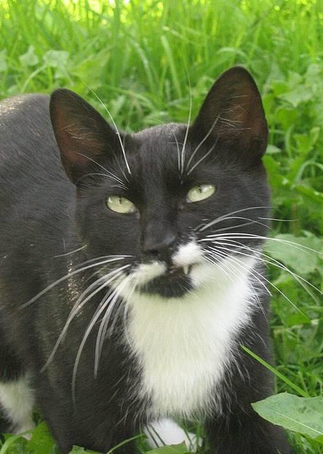 Huskat Bamse  - AD ! bams er fintfølende =P billede 2