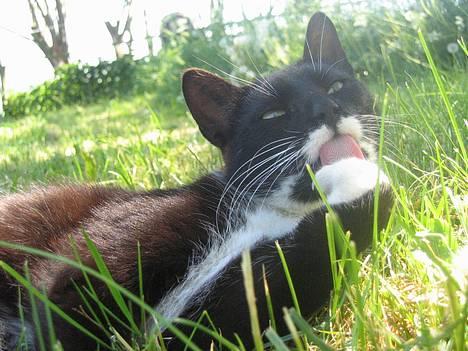 Huskat Bamse  - forårsrengøring =P billede 3