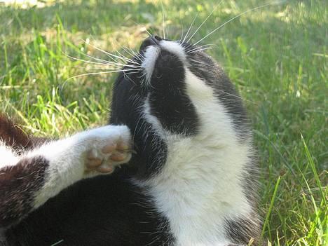 Huskat Bamse  - uhhh jeg hader insekter )= billede 4