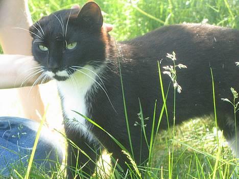 Huskat Bamse  - Det er godt at få opmærksomhed =D billede 5